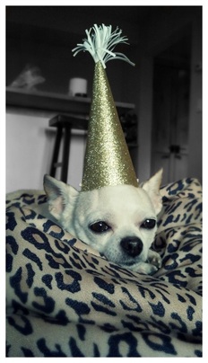 Chihuahua Party Hat...Trained by Insulin
